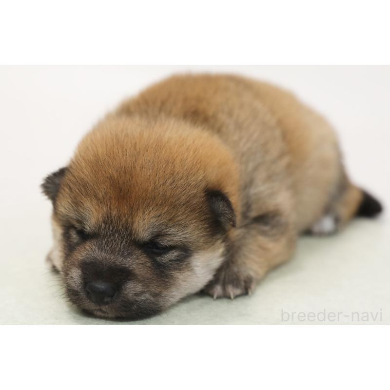 販売中の神奈川県の柴犬-438253の1枚目