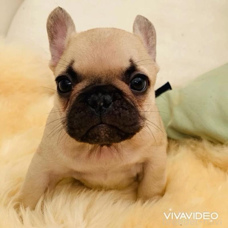 販売中の滋賀県のフレンチブルドッグ-438255