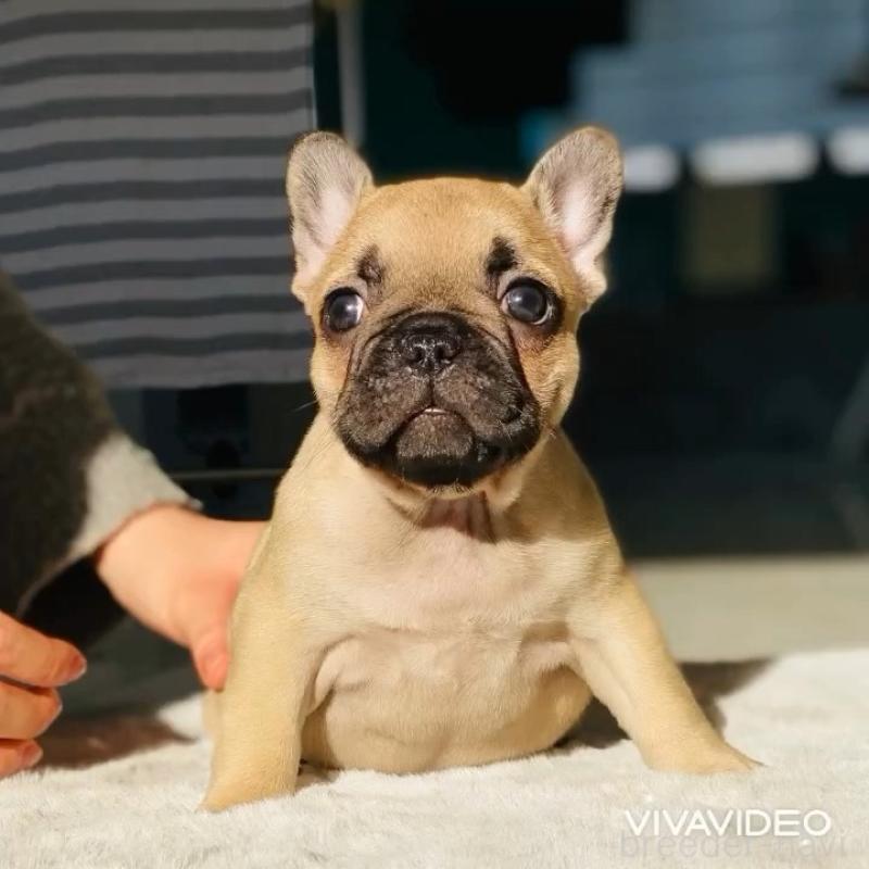 販売中の滋賀県のフレンチブルドッグ-438256