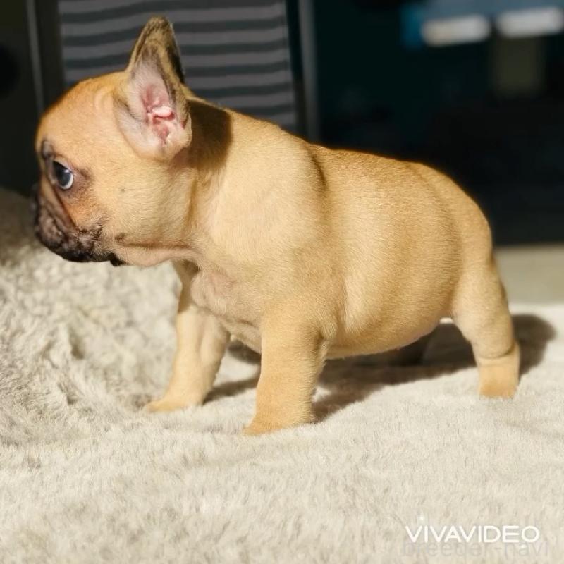 販売中の滋賀県のフレンチブルドッグ-438256の2枚目