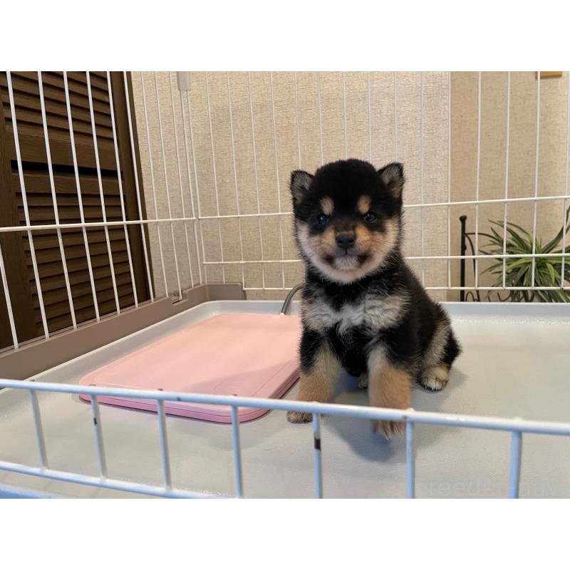 販売中の兵庫県の豆柴-438258の4枚目