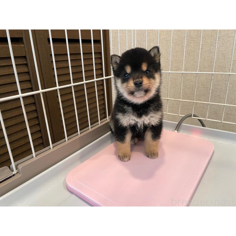 販売中の兵庫県の豆柴-438258の3枚目