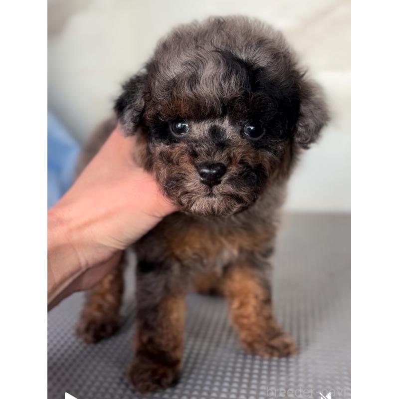 販売中の兵庫県のタイニープードル-438259