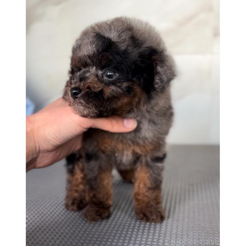 商談中の兵庫県のタイニープードル-438259の3枚目