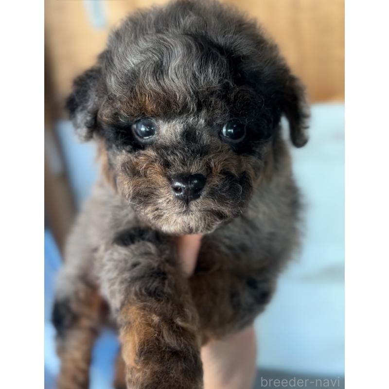 商談中の兵庫県のタイニープードル-438259の2枚目