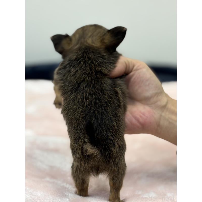 販売中の千葉県のチワワ(ロングコート)-438260の3枚目