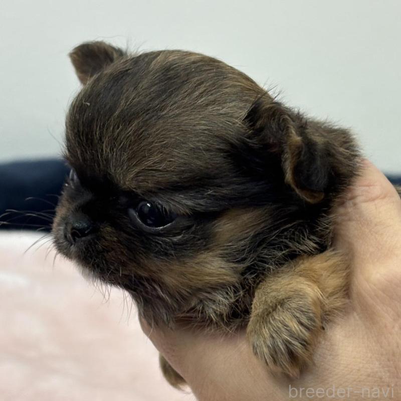 販売中の千葉県のチワワ(ロングコート)-438260の2枚目