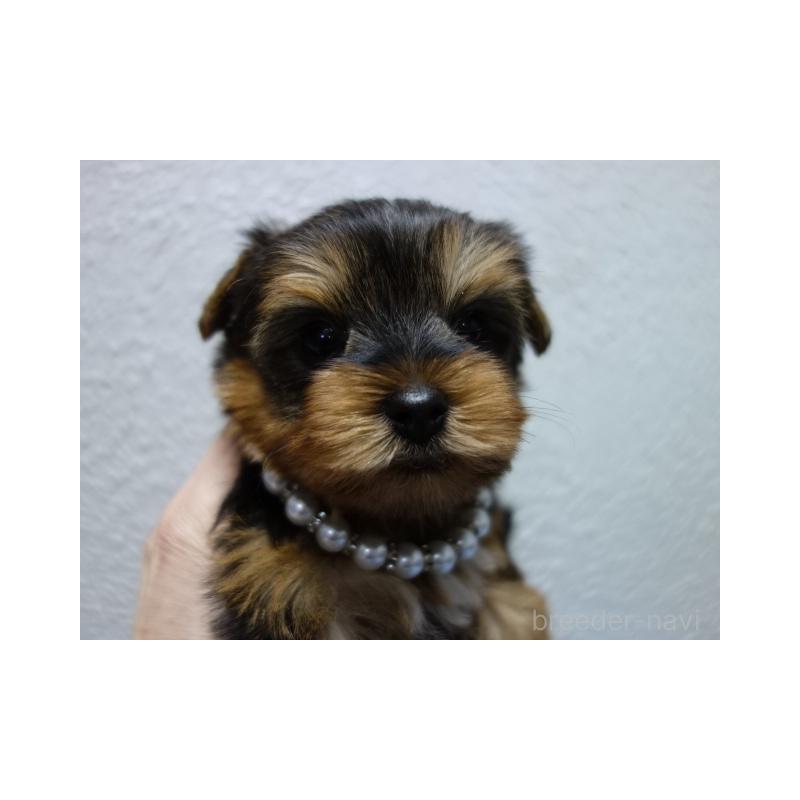 販売中の大阪府のヨークシャーテリア-438261の4枚目
