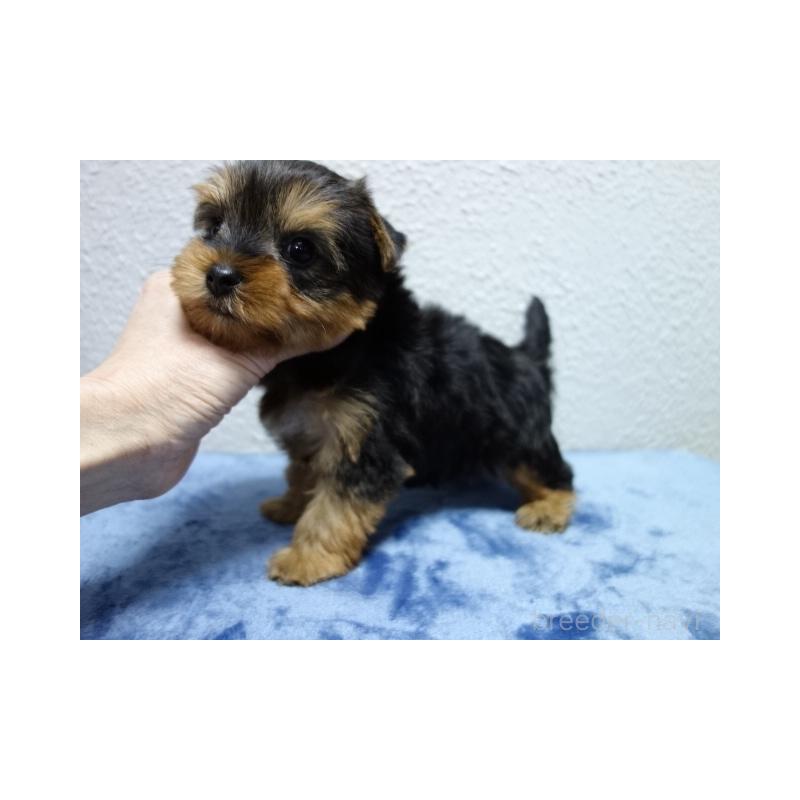 販売中の大阪府のヨークシャーテリア-438261の3枚目