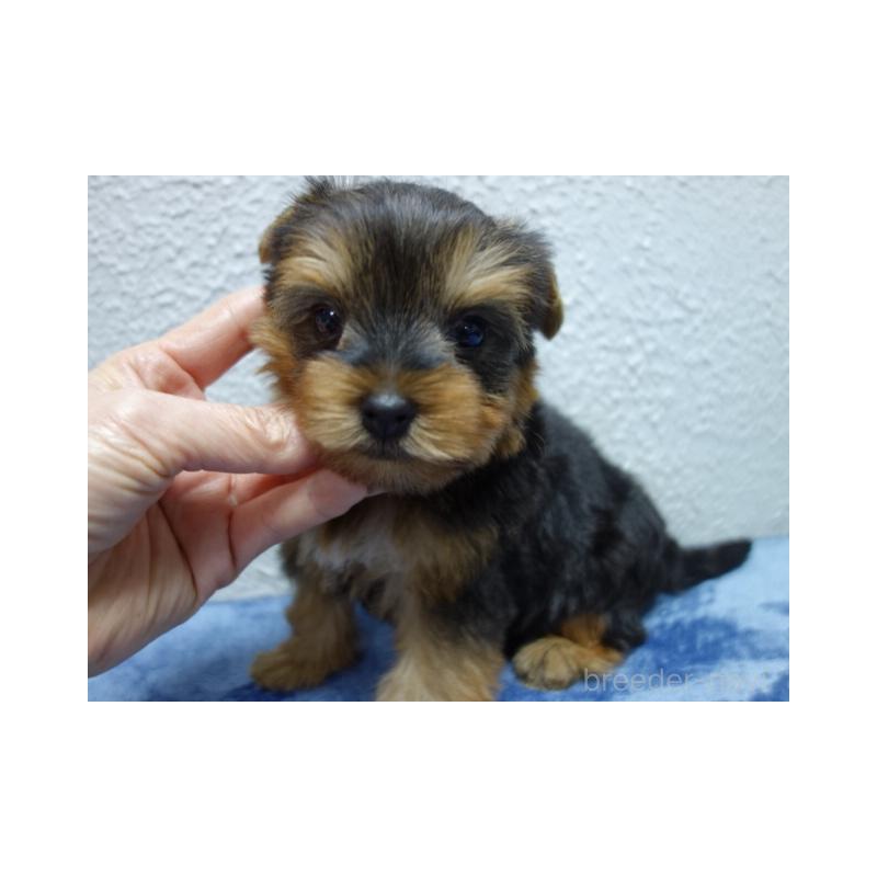 販売中の大阪府のヨークシャーテリア-438261の2枚目