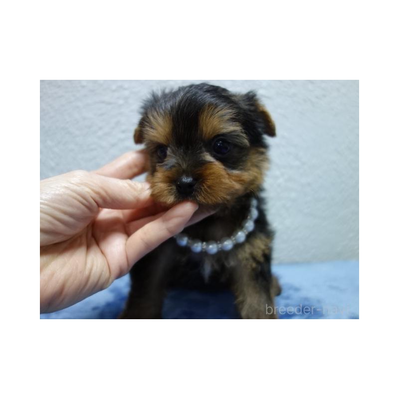 販売中の大阪府のヨークシャーテリア-438262の5枚目