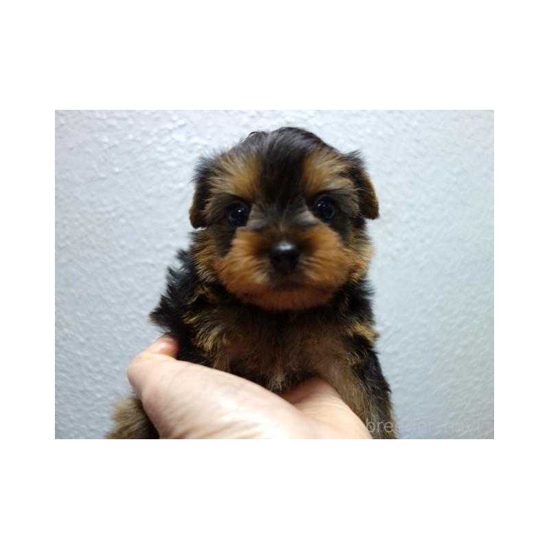 販売中の大阪府のヨークシャーテリア-438262の4枚目