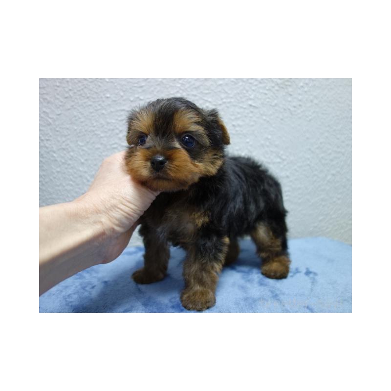 販売中の大阪府のヨークシャーテリア-438262の3枚目