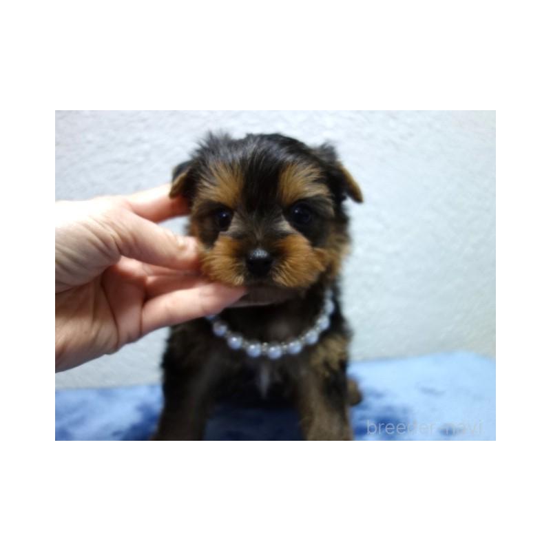 販売中の大阪府のヨークシャーテリア-438262の2枚目