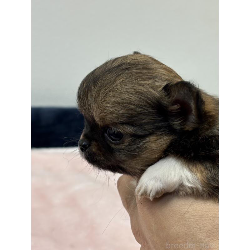 販売中の千葉県のチワワ(ロングコート)-438263の3枚目