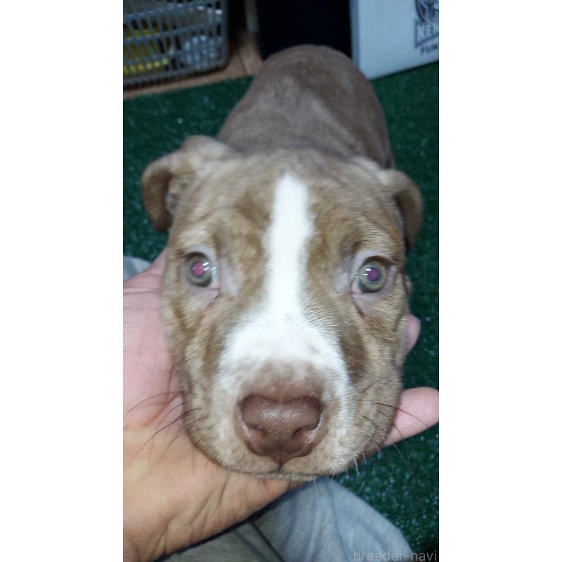 販売中の福岡県のアメリカンピットブルテリア-438311の4枚目