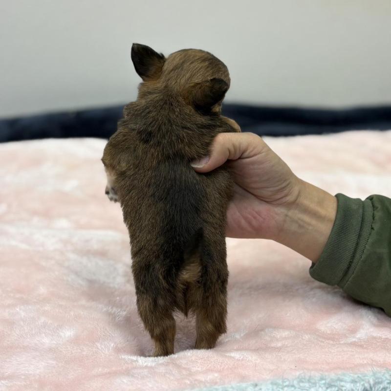 販売中の千葉県のチワワ(ロングコート)-438263の2枚目
