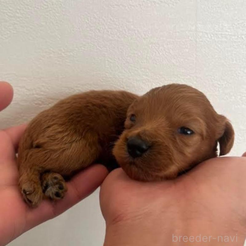 販売中の群馬県のカニンヘンダックスフンド(ロングヘアード)-438264