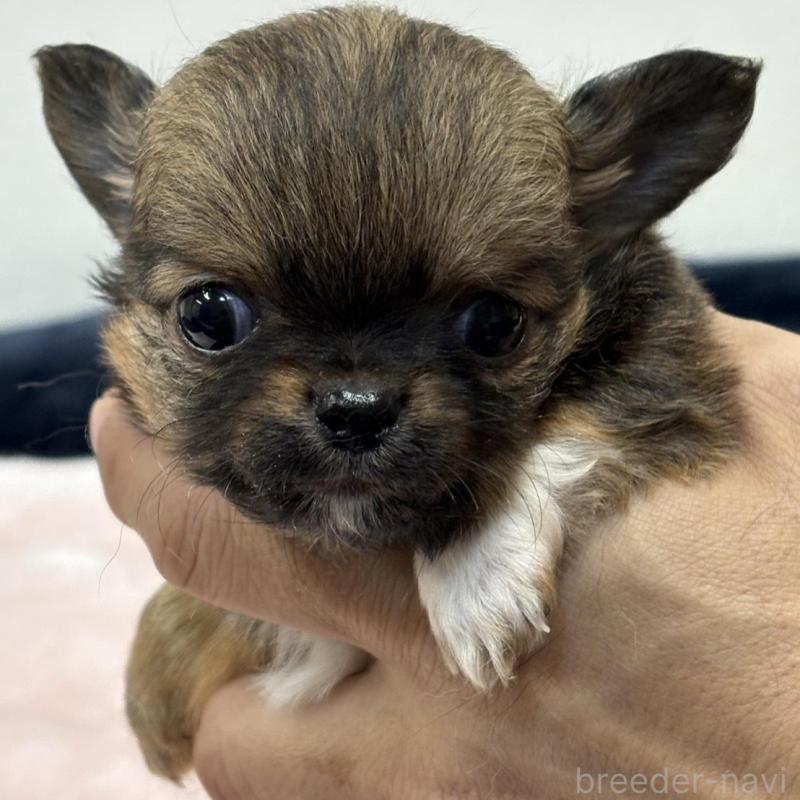 販売中の千葉県のチワワ(ロングコート)-438263