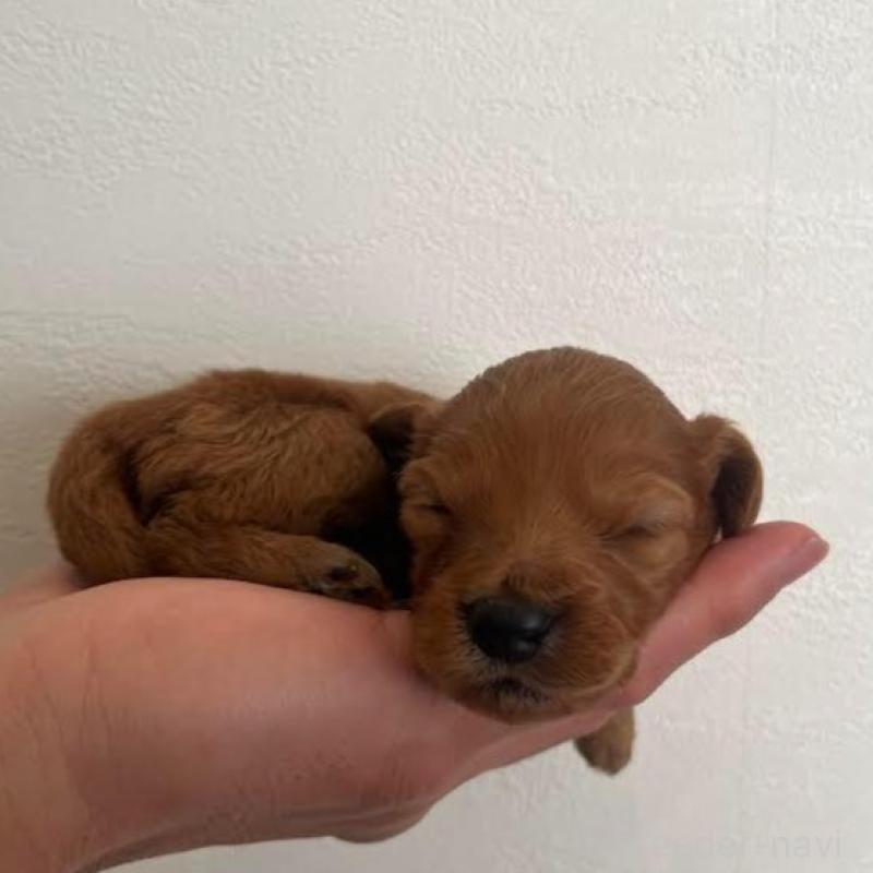 販売中の群馬県のカニンヘンダックスフンド(ロングヘアード)-438264の6枚目