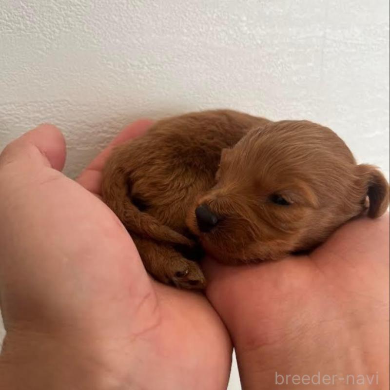 販売中の群馬県のカニンヘンダックスフンド(ロングヘアード)-438264の3枚目