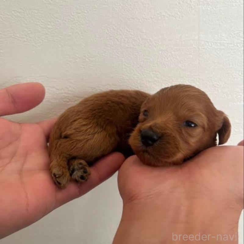 販売中の群馬県のカニンヘンダックスフンド(ロングヘアード)-438264の2枚目
