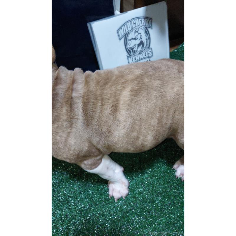 販売中の福岡県のアメリカンピットブルテリア-438311の2枚目