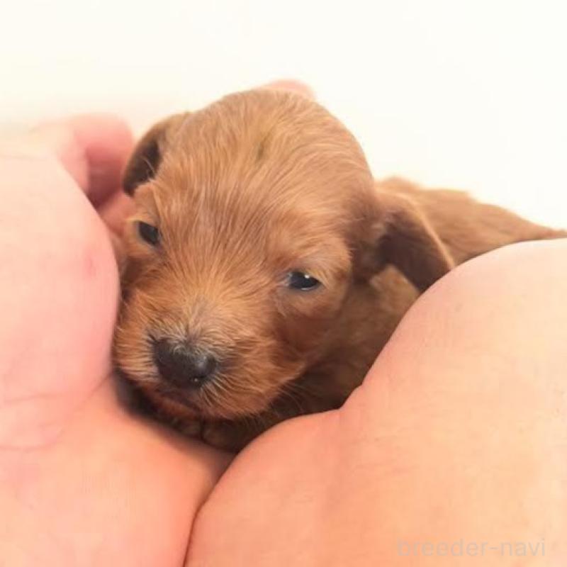 販売中の群馬県のカニンヘンダックスフンド(ロングヘアード)-438265