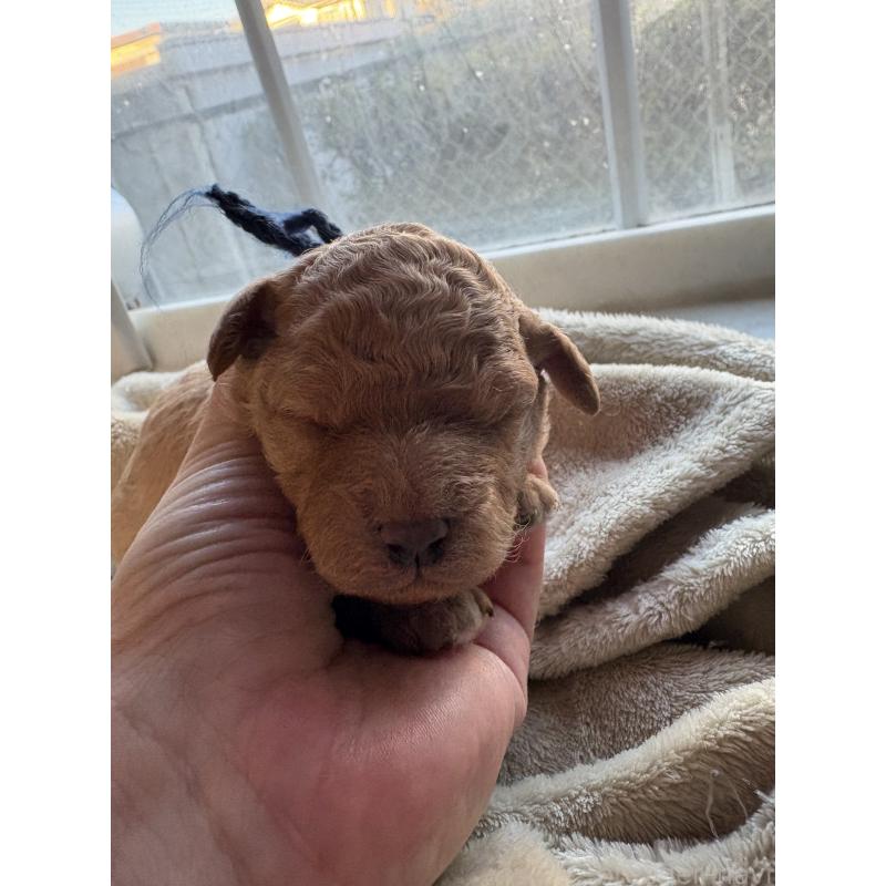 販売中の東京都のミディアムプードル-437805の2枚目