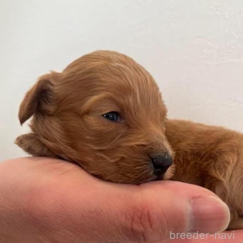 販売中の群馬県のカニンヘンダックスフンド(ロングヘアード)-438265の6枚目