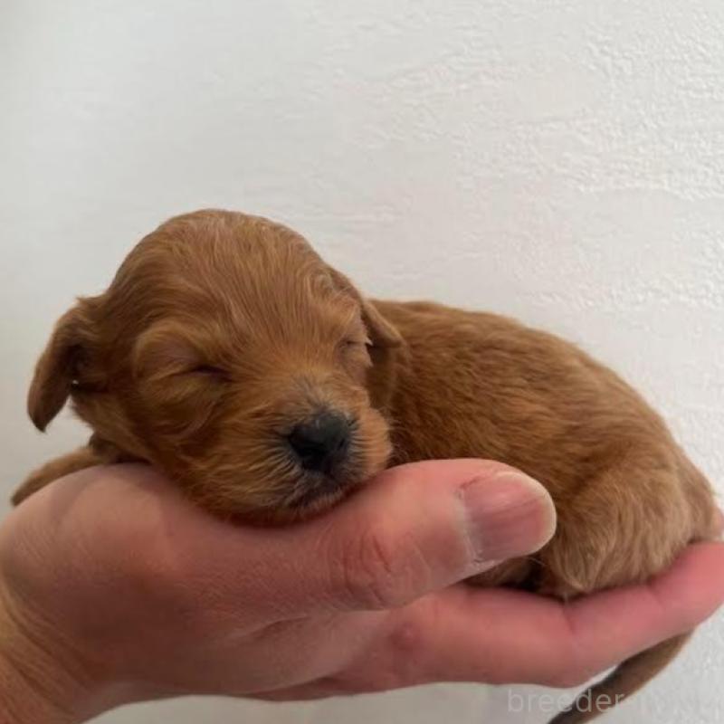 販売中の群馬県のカニンヘンダックスフンド(ロングヘアード)-438265の5枚目