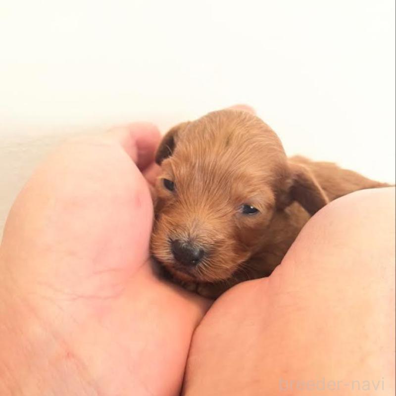 販売中の群馬県のカニンヘンダックスフンド(ロングヘアード)-438265の4枚目