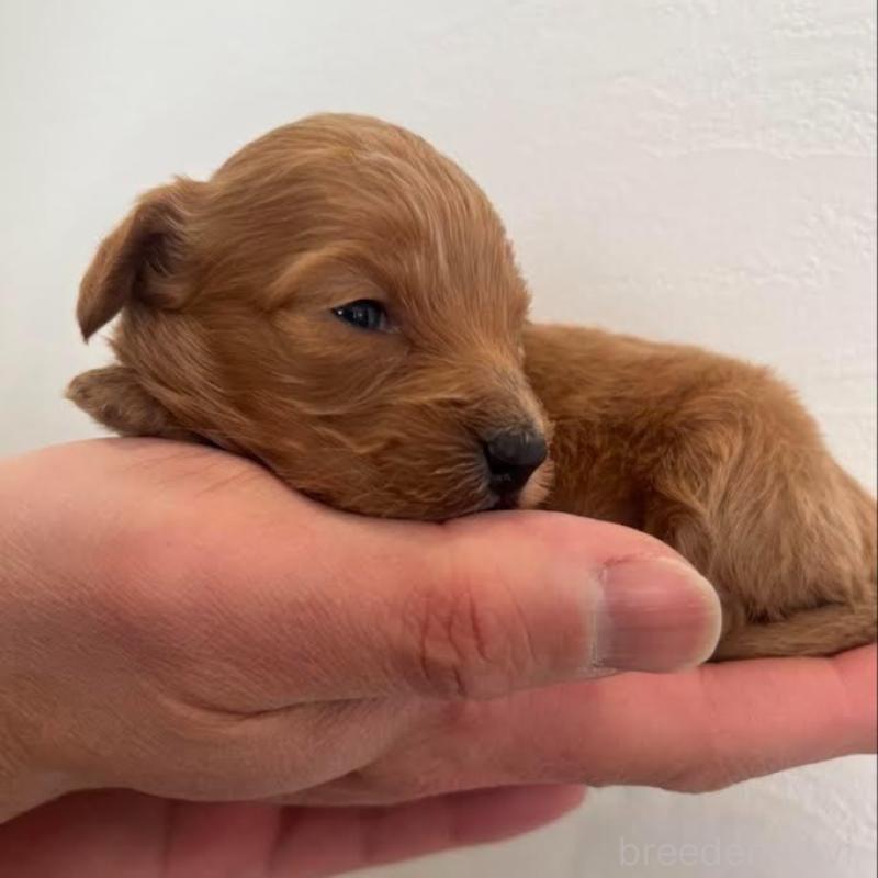 販売中の群馬県のカニンヘンダックスフンド(ロングヘアード)-438265の3枚目