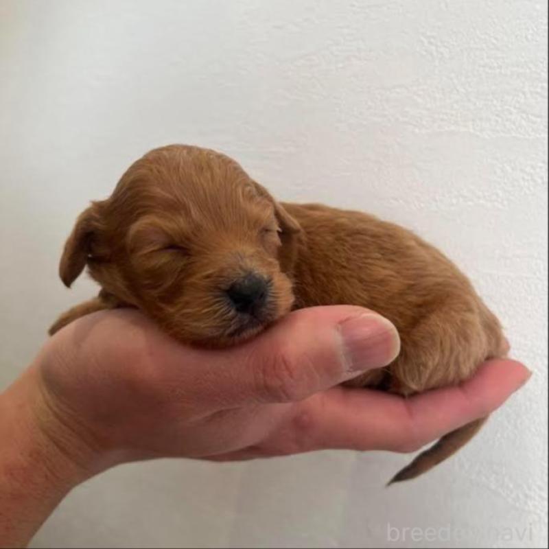 販売中の群馬県のカニンヘンダックスフンド(ロングヘアード)-438265の2枚目