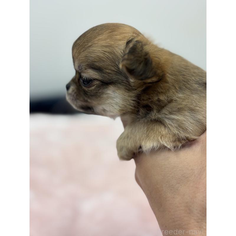 販売中の千葉県のチワワ(ロングコート)-438266の2枚目