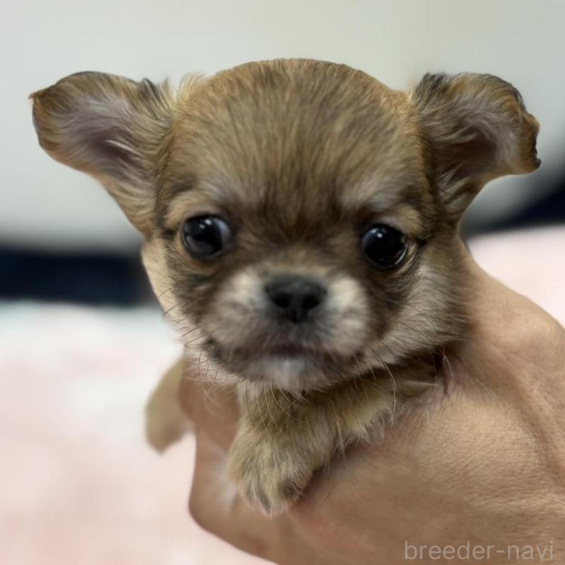 販売中の千葉県のチワワ(ロングコート)-438266