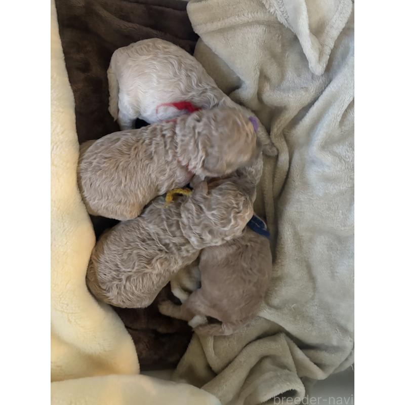 販売中の東京都のミディアムプードル-438267の2枚目