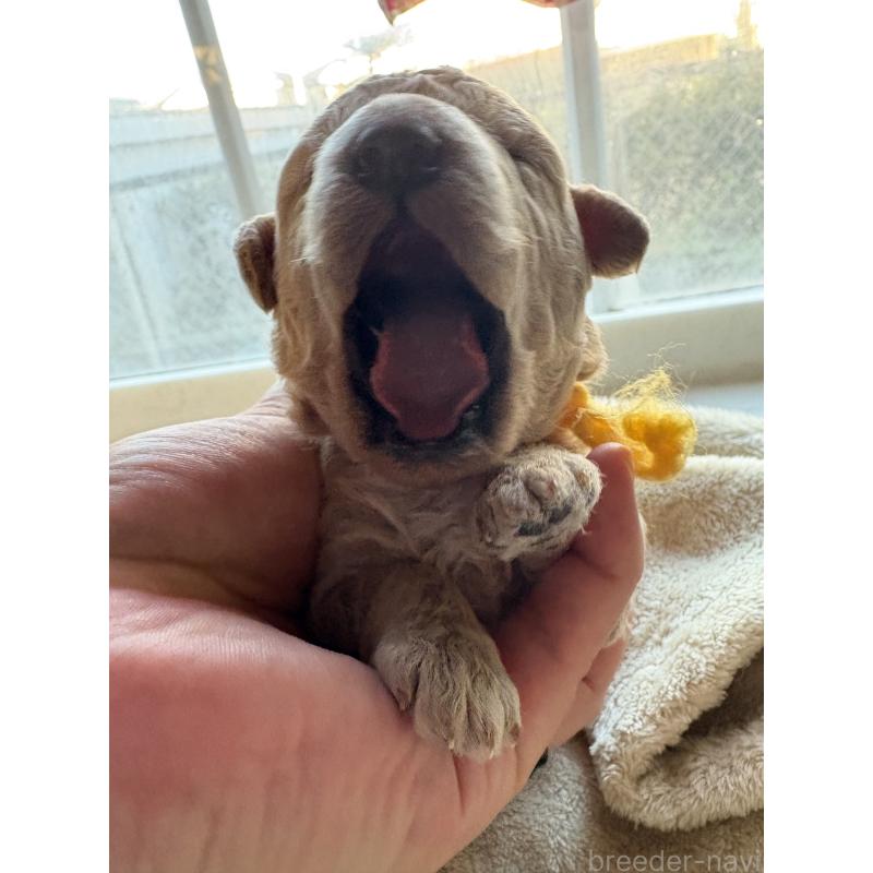 販売中の東京都のミディアムプードル-438268の5枚目