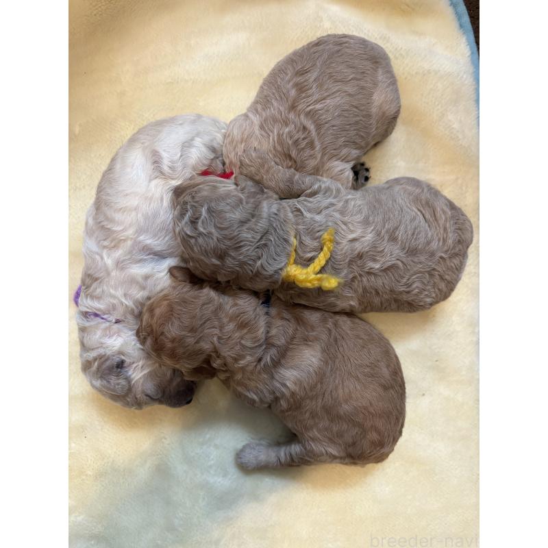 販売中の東京都のミディアムプードル-438268の3枚目