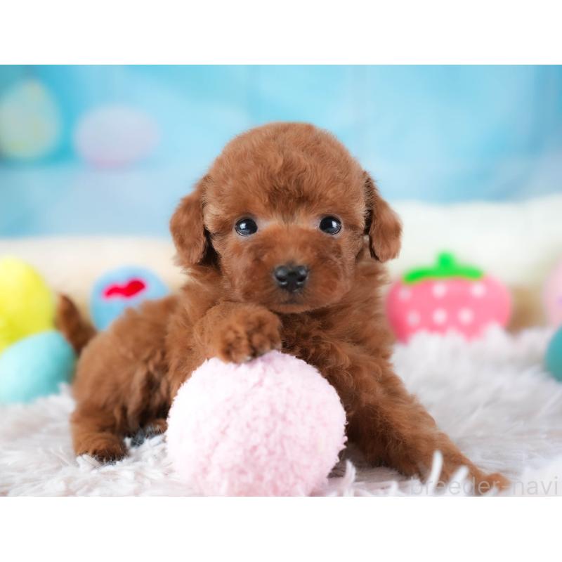 成約済の埼玉県のタイニープードル-438269の10枚目