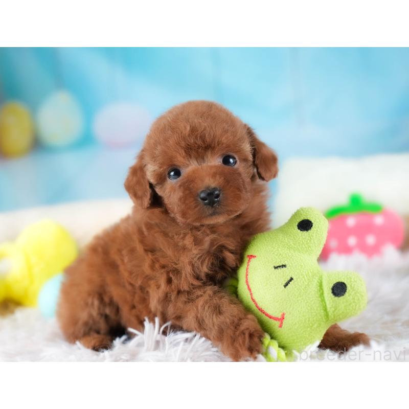 成約済の埼玉県のタイニープードル-438269の8枚目