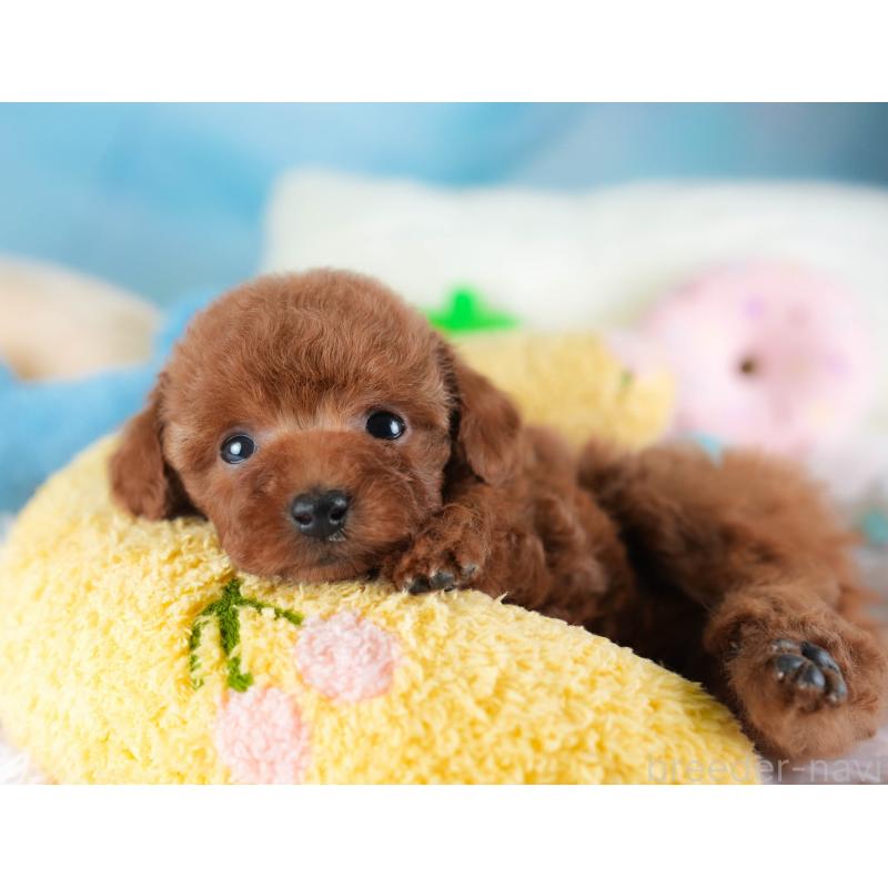 成約済の埼玉県のタイニープードル-438269の7枚目