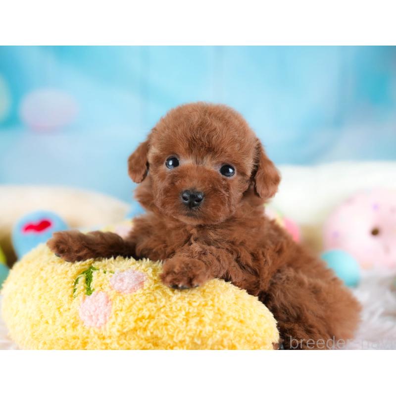 成約済の埼玉県のタイニープードル-438269の6枚目