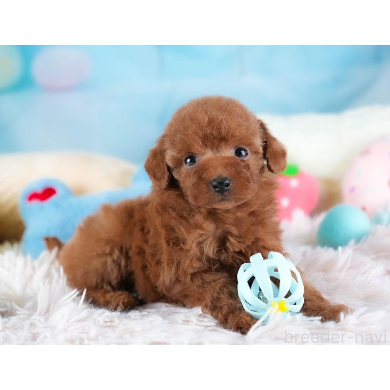 成約済の埼玉県のタイニープードル-438269の3枚目