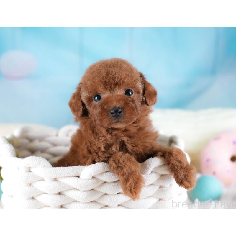 成約済の埼玉県のタイニープードル-438269の2枚目