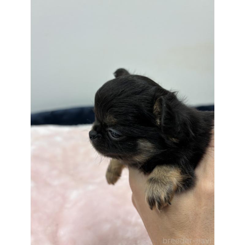 販売中の千葉県のチワワ(ロングコート)-438272の2枚目