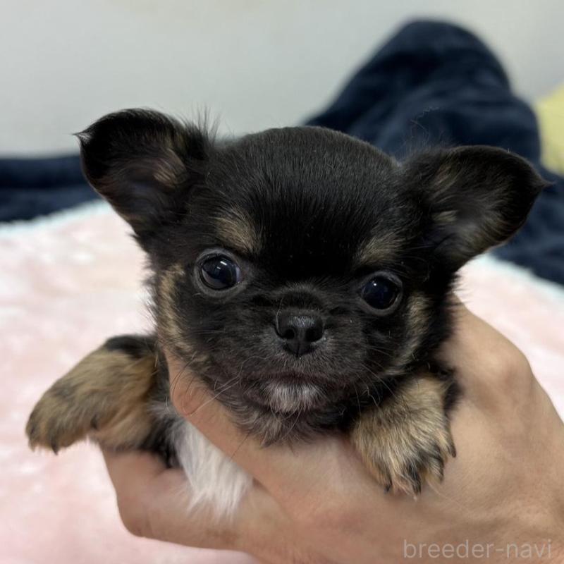 販売中の千葉県のチワワ(ロングコート)-438272