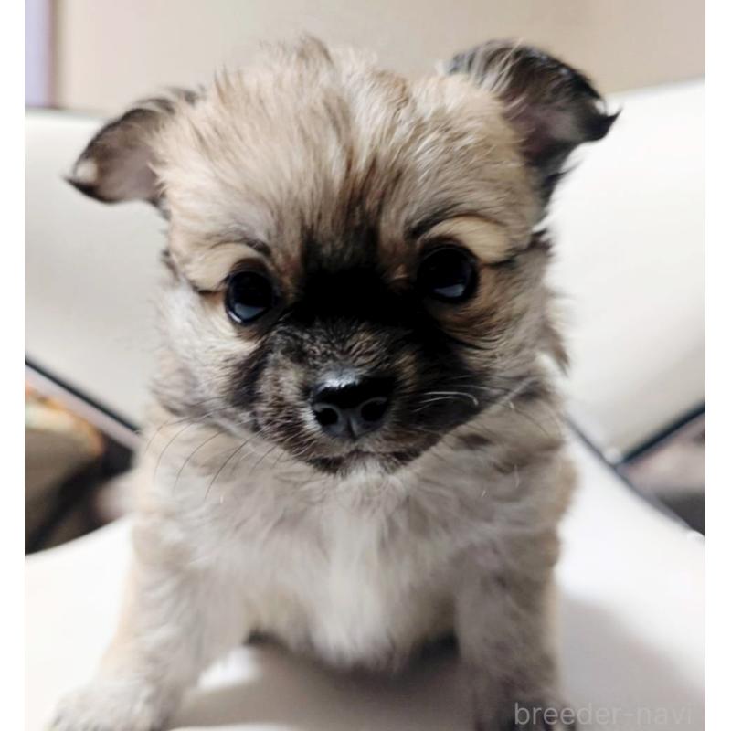 成約済の広島県のチワワ(ロングコート)-436787の2枚目