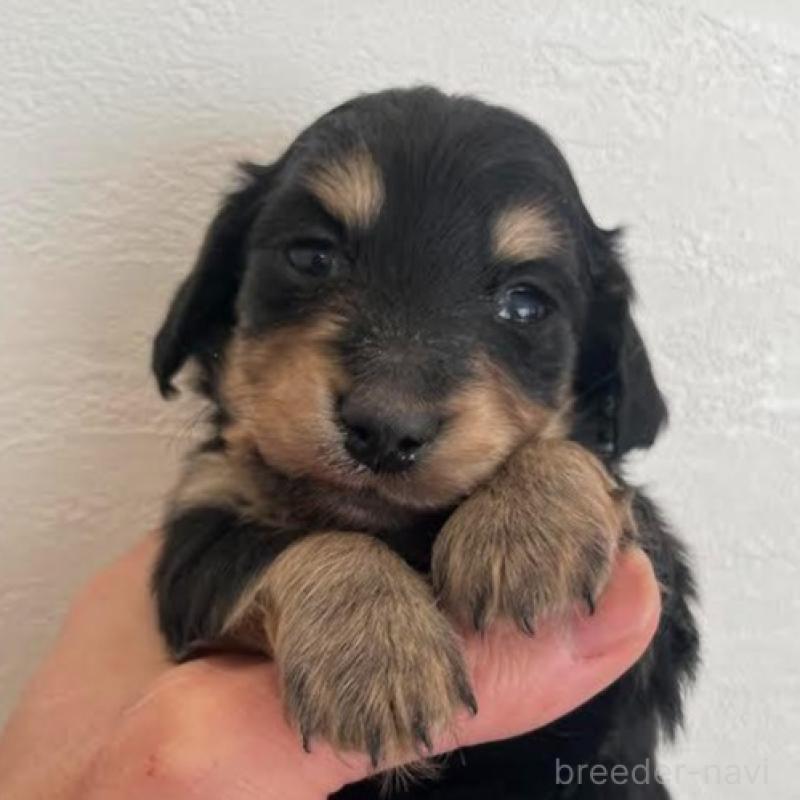 販売中の群馬県のカニンヘンダックスフンド(ロングヘアード)-438273の4枚目