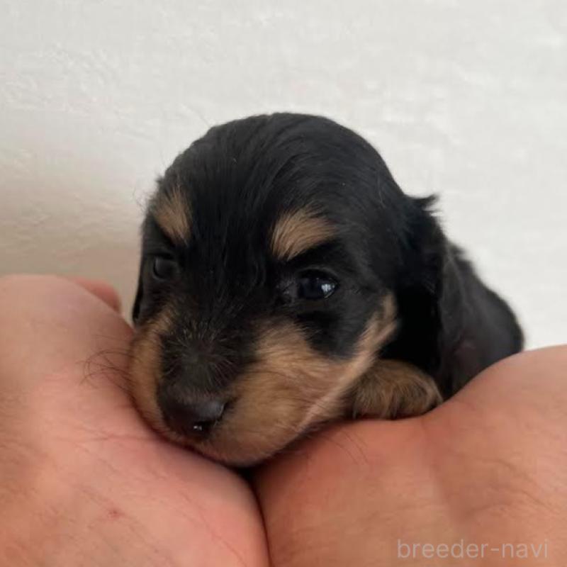 販売中の群馬県のカニンヘンダックスフンド(ロングヘアード)-438273の2枚目